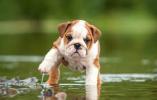 Puppy bulldog in puddles
