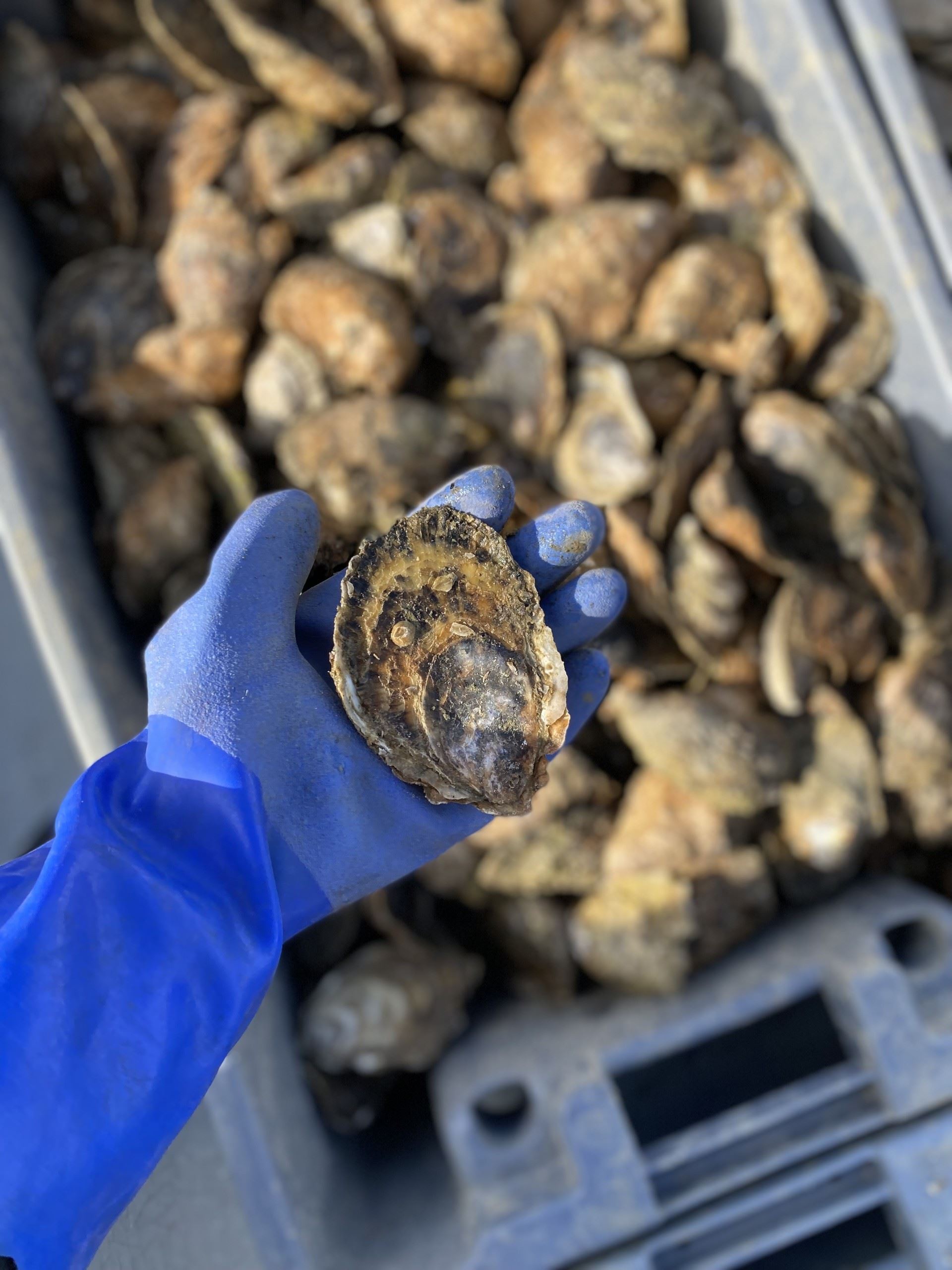 Stocking oysters at Salt Pond