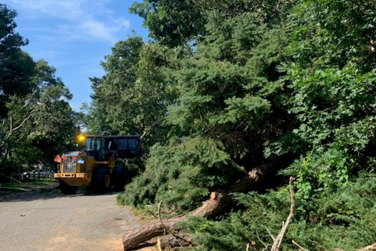 Clearning fallen limbs