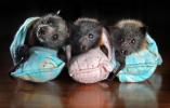 Bats in pillows