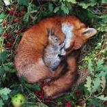 Fox and bunny cuddling