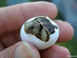 Hatching sea turtle