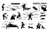 Rabies virus infographic
