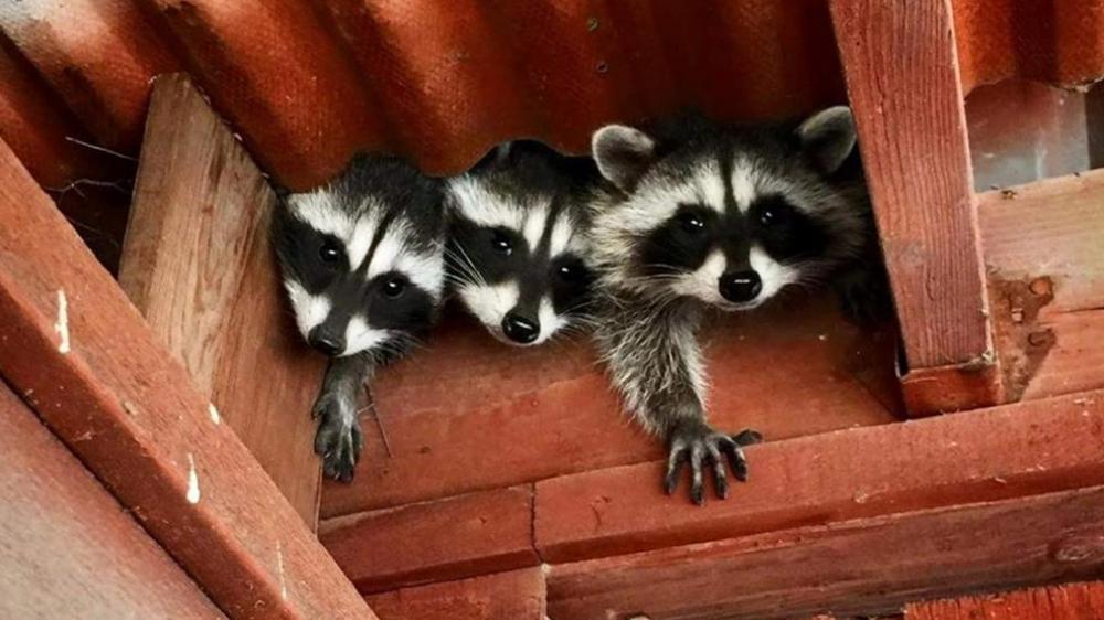 Raccoons in rafters