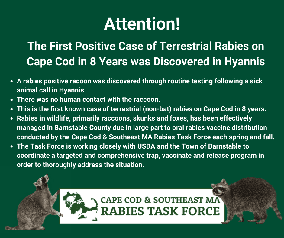 Terrestrial Rabies in Cape Cod Fact Sheet